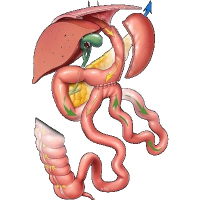 SASJ — single anastomosis sleeve jejunal bypass anatomy